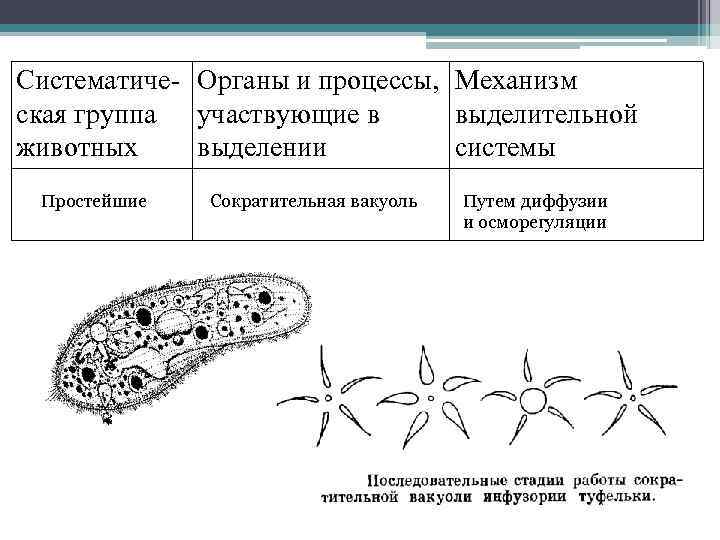 Систематиче- Органы и процессы, Механизм ская группа участвующие в выделительной животных выделении системы Простейшие