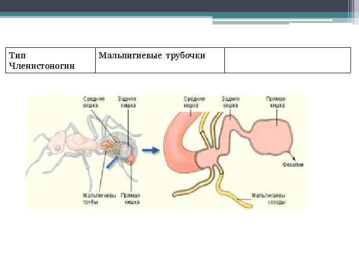 Тип Членистоногин Мальпигиевые трубочки 