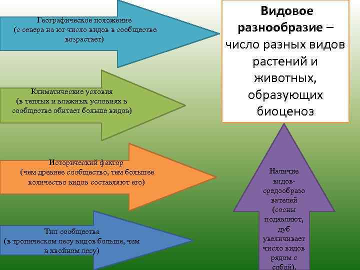 Географическое положение (с севера на юг число видов в сообществе возрастает) Климатические условия (в