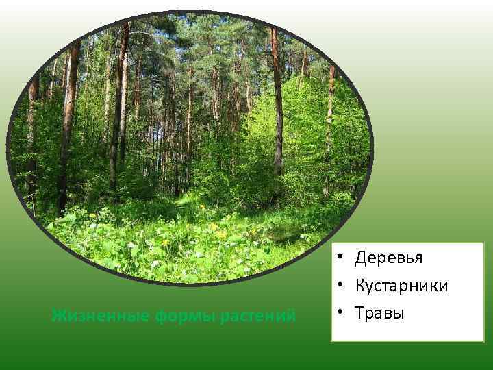 Жизненные формы растений • Деревья • Кустарники • Травы 