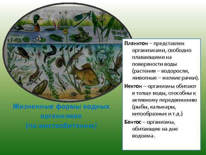 Жизненные формы водных организмов (по местообитанию) Планктон – представлен организмами, свободно плавающими на поверхности