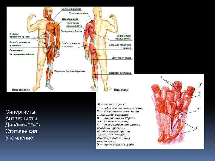 Синергисты Антагонисты Динамическая Статическая Утомление 