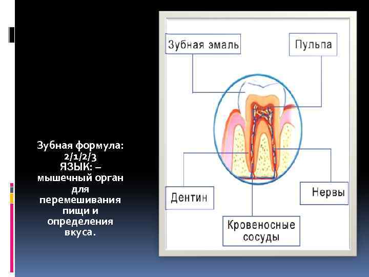 Зубная формула: 2/1/2/3 ЯЗЫК: – мышечный орган для перемешивания пищи и определения вкуса. 