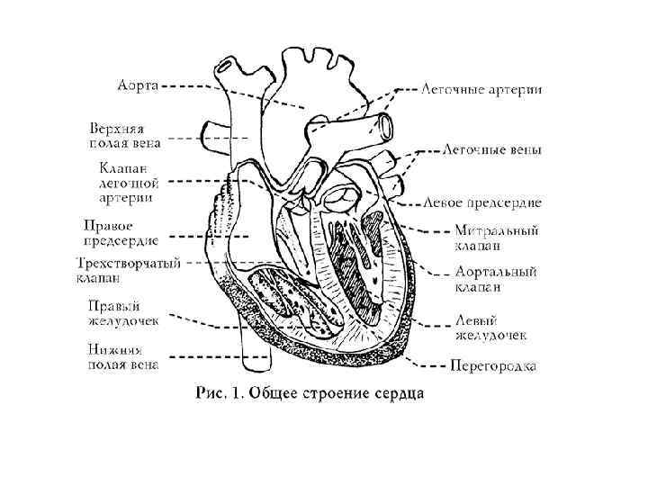 Строение сердца рисунок с подписями карандашом