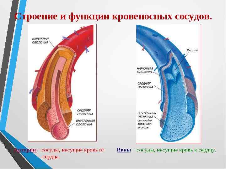 Особенность строения вены по сравнению с артерией. Строение кровеносных сосудов. Кровеносные сосуды строение и функции. Кровеносные капилляры функции. Сравните строение артерий и вен.