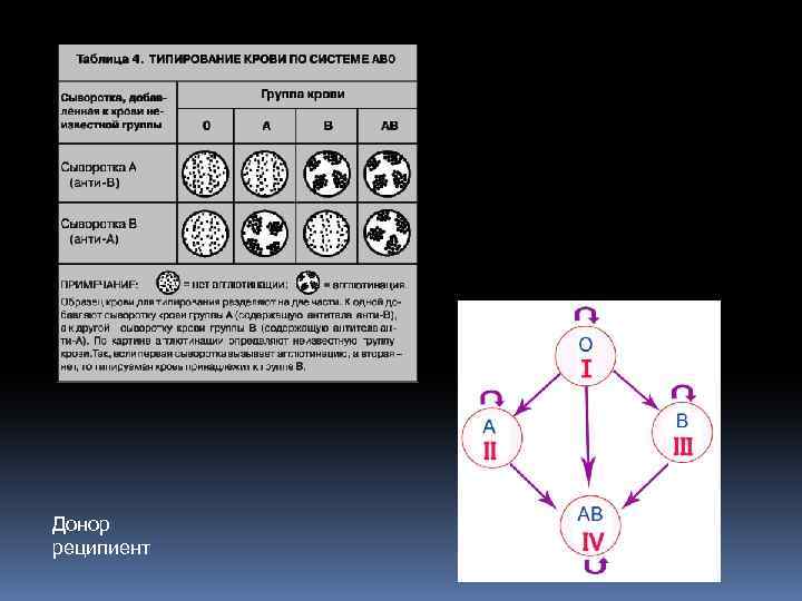 Донор реципиент 