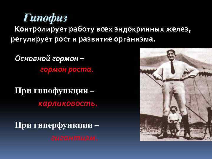 Гипофиз Контролирует работу всех эндокринных желез, регулирует рост и развитие организма. Основной гормон –