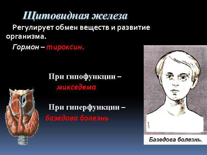 Щитовидная железа Регулирует обмен веществ и развитие организма. Гормон – тироксин. При гипофункции –