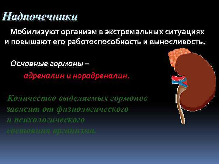 Надпочечники Мобилизуют организм в экстремальных ситуациях и повышают его работоспособность и выносливость. Основные гормоны