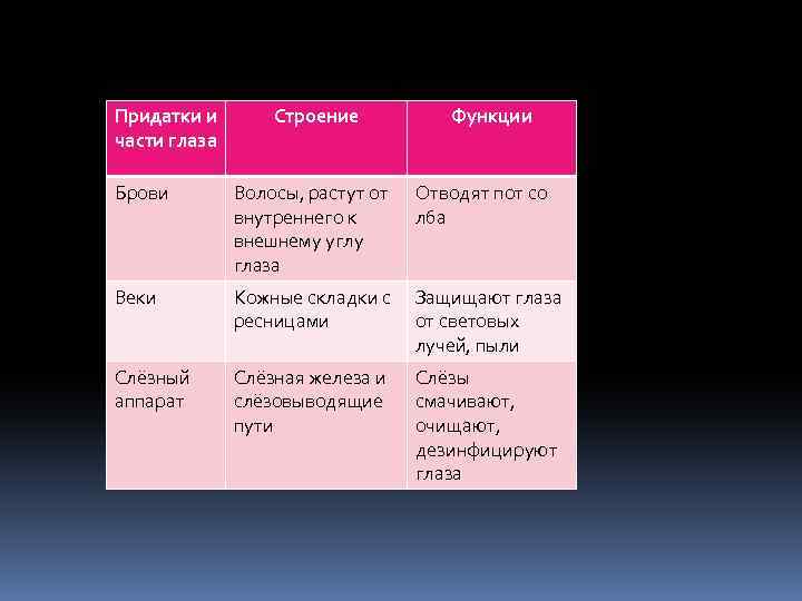Придатки и части глаза Строение Функции Брови Волосы, растут от внутреннего к внешнему углу