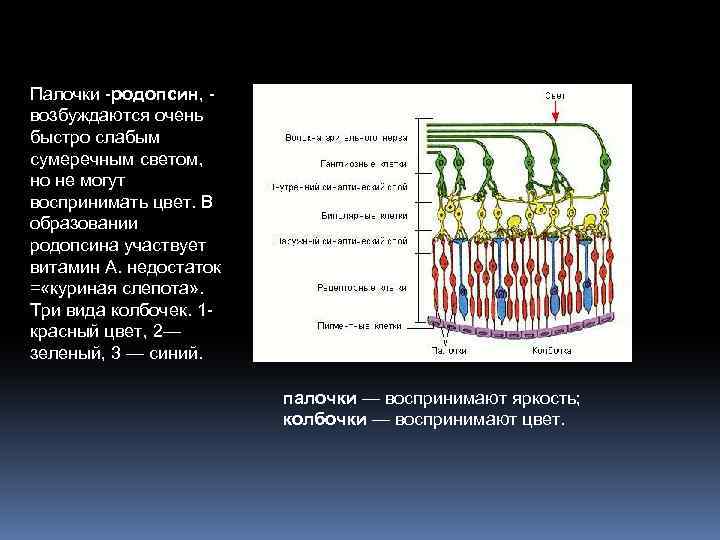 Палочки -родопсин, возбуждаются очень быстро слабым сумеречным светом, но не могут воспринимать цвет. В