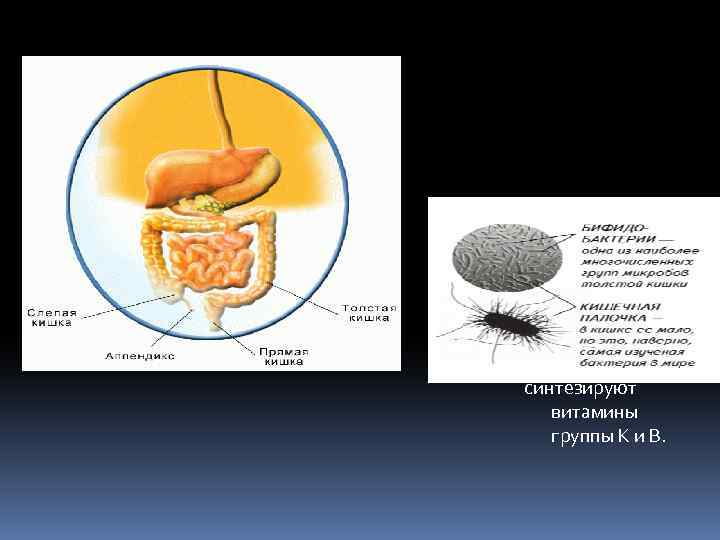 синтезируют витамины группы К и В. 