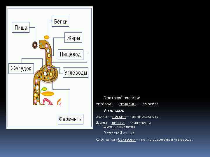 В ротовой полости: Углеводы ---птиалин –---глюкоза В желудке: Белки ---пепсин—- аминокислоты Жиры -- липаза--