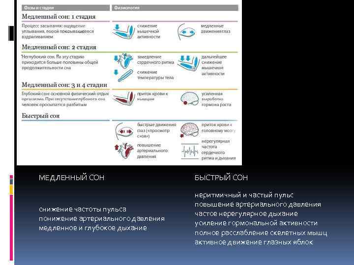 МЕДЛЕННЫЙ СОН БЫСТРЫЙ СОН снижение частоты пульса понижение артериального давления медленное и глубокое дыхание
