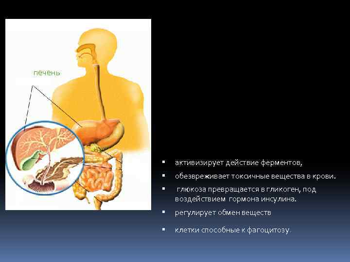 печень активизирует действие ферментов, обезвреживает токсичные вещества в крови. глюкоза превращается в гликоген, под