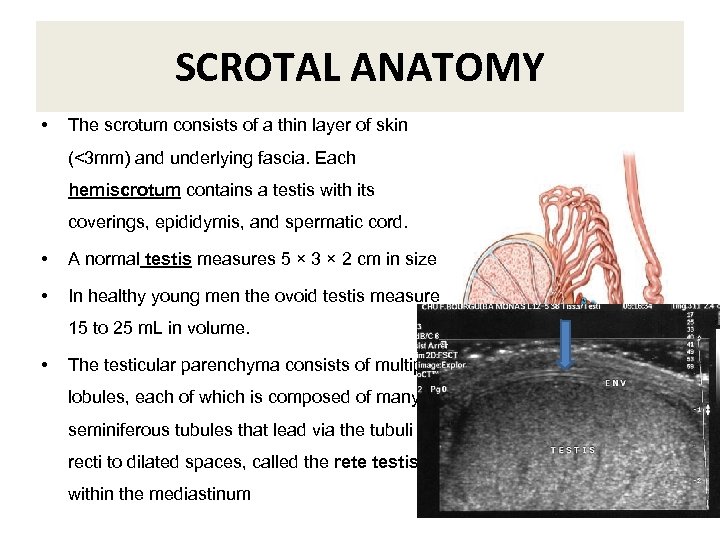 SCROTAL ANATOMY • The scrotum consists of a thin layer of skin (<3 mm)