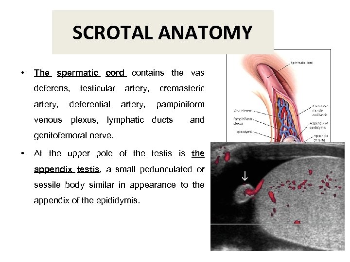 SCROTAL ANATOMY • The spermatic cord contains the vas deferens, artery, testicular deferential artery,