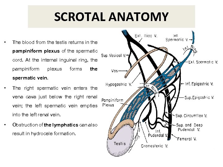 SCROTAL ANATOMY • The blood from the testis returns in the pampiniform plexus of