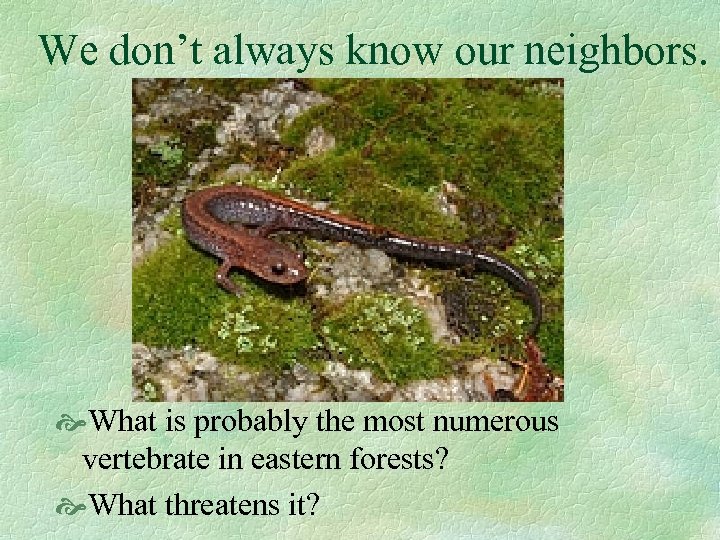 We don’t always know our neighbors. What is probably the most numerous vertebrate in