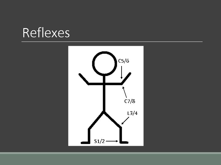 Reflexes C 5/6 C 7/8 L 3/4 S 1/2 