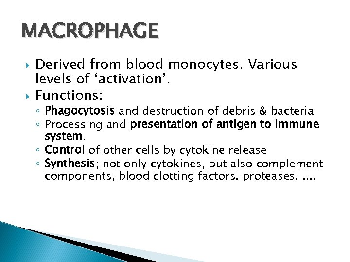 MACROPHAGE Derived from blood monocytes. Various levels of ‘activation’. Functions: ◦ Phagocytosis and destruction