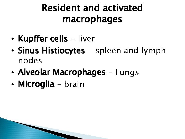 Resident and activated macrophages • Kupffer cells - liver • Sinus Histiocytes - spleen
