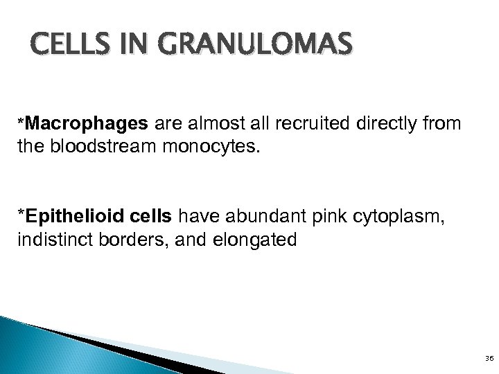 CELLS IN GRANULOMAS *Macrophages are almost all recruited directly from the bloodstream monocytes. *Epithelioid