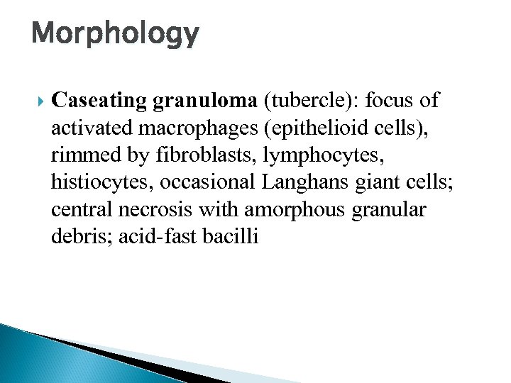 Morphology Caseating granuloma (tubercle): focus of activated macrophages (epithelioid cells), rimmed by fibroblasts, lymphocytes,