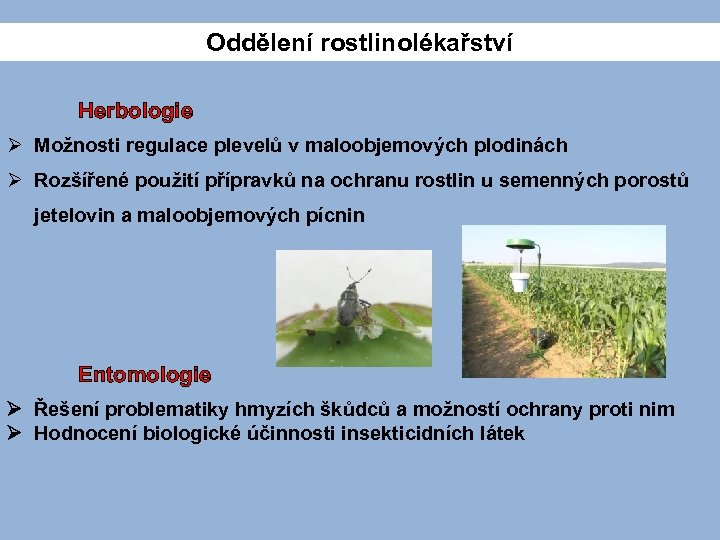 Oddělení rostlinolékařství Herbologie Ø Možnosti regulace plevelů v maloobjemových plodinách Ø Rozšířené použití přípravků