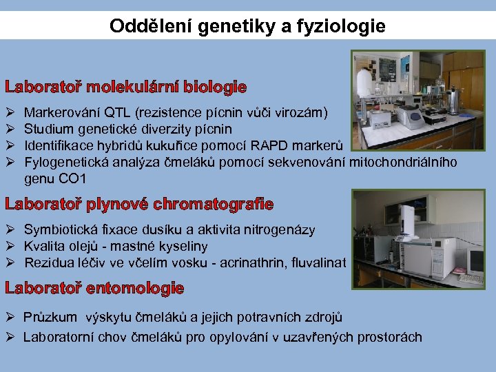 Oddělení genetiky a fyziologie Laboratoř molekulární biologie Ø Markerování QTL (rezistence pícnin vůči virozám)