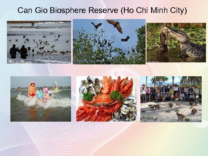 Can Gio Biosphere Reserve (Ho Chi Minh City) 