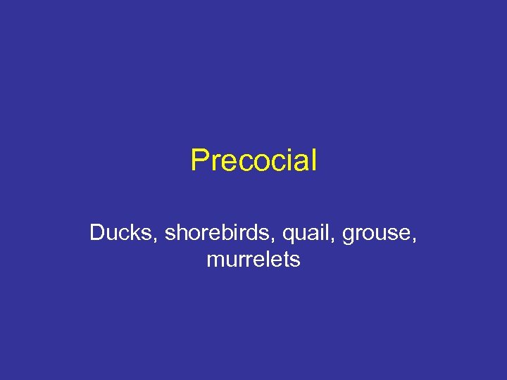 Precocial Ducks, shorebirds, quail, grouse, murrelets 