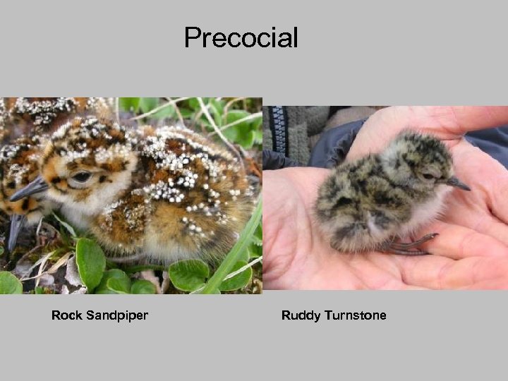 Precocial Rock Sandpiper Ruddy Turnstone 