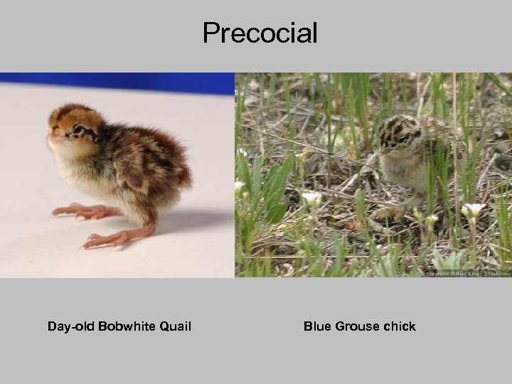 Precocial Day-old Bobwhite Quail Blue Grouse chick 