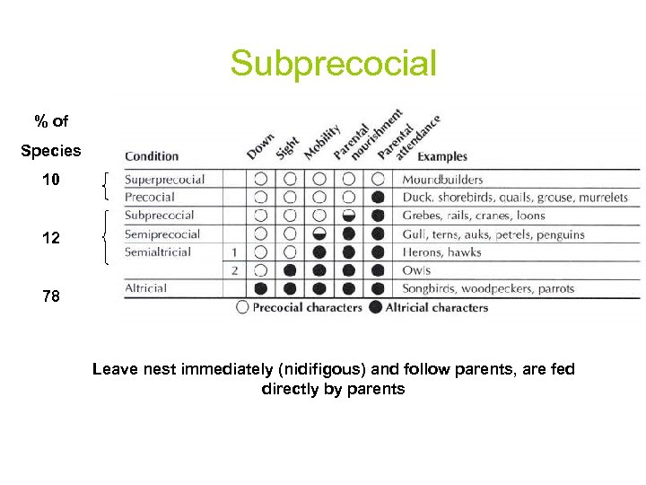Subprecocial % of Species 10 12 78 Leave nest immediately (nidifigous) and follow parents,