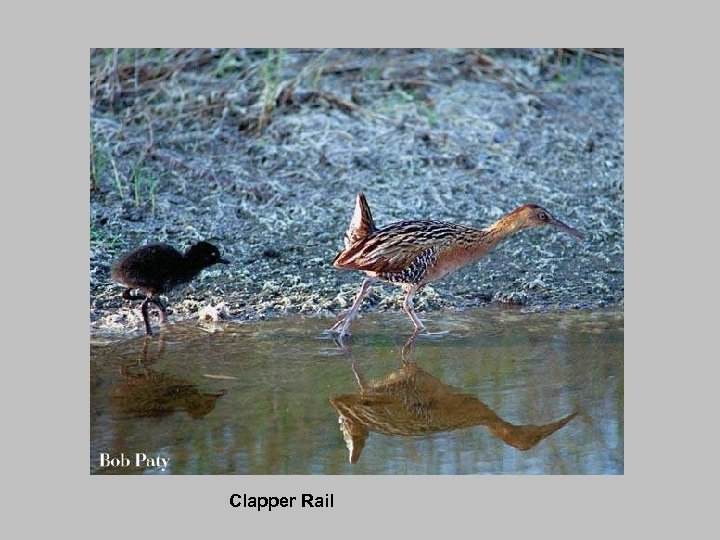 Clapper Rail 