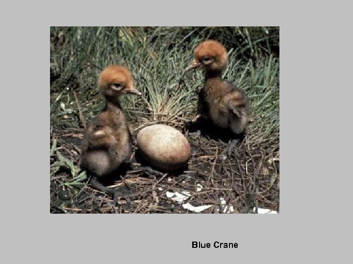 Blue Crane 