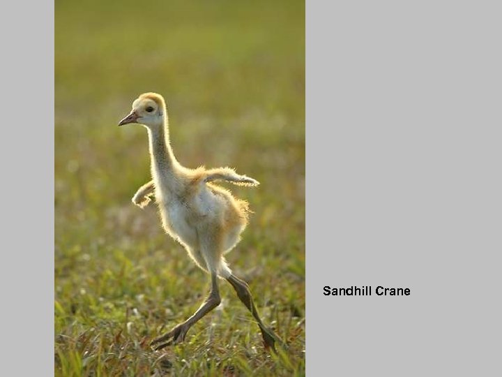 Sandhill Crane 