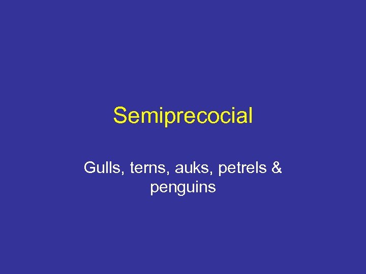 Semiprecocial Gulls, terns, auks, petrels & penguins 