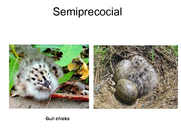 Semiprecocial Gull chicks 