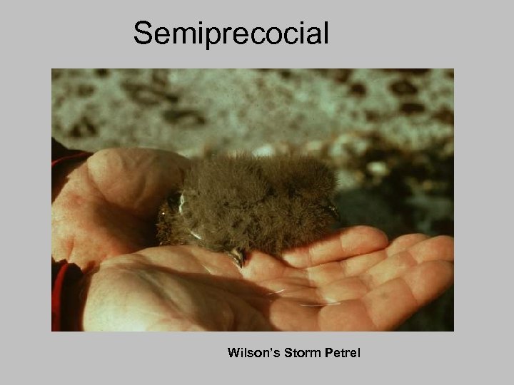 Semiprecocial Wilson’s Storm Petrel 