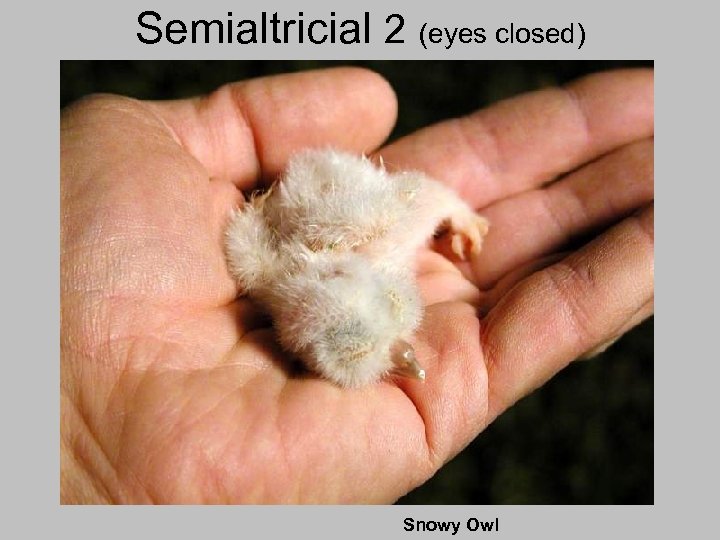 Semialtricial 2 (eyes closed) Snowy Owl 