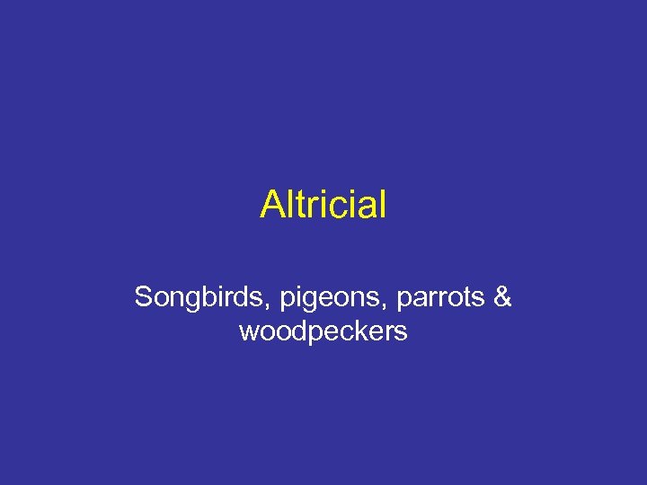 Altricial Songbirds, pigeons, parrots & woodpeckers 