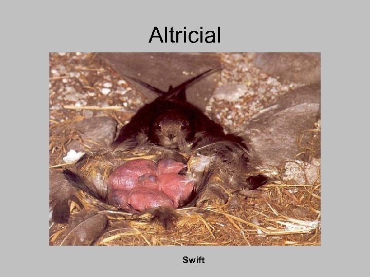 Altricial Swift 