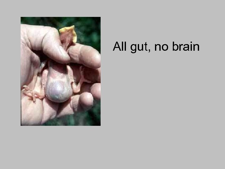 All gut, no brain 