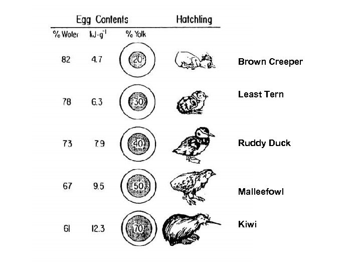 Brown Creeper Least Tern Ruddy Duck Malleefowl Kiwi 