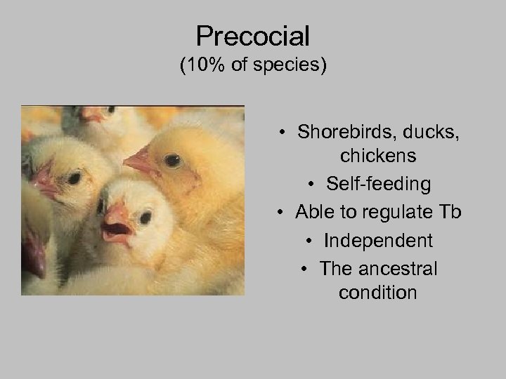 Precocial (10% of species) • Shorebirds, ducks, chickens • Self-feeding • Able to regulate