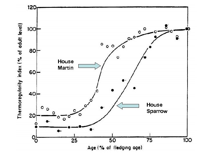 House Martin House Sparrow 