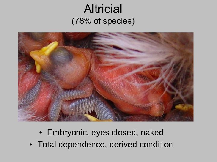 Altricial (78% of species) • Embryonic, eyes closed, naked • Total dependence, derived condition