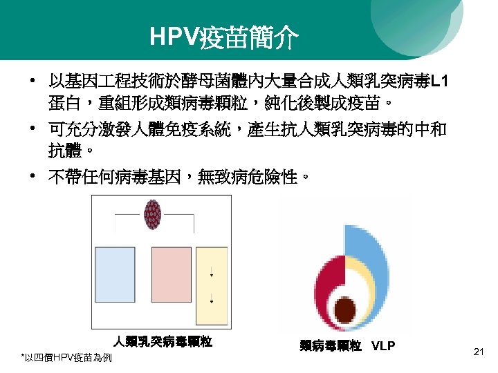HPV疫苗簡介 • 以基因 程技術於酵母菌體內大量合成人類乳突病毒L 1 蛋白，重組形成類病毒顆粒，純化後製成疫苗。 • 可充分激發人體免疫系統，產生抗人類乳突病毒的中和 抗體。 • 不帶任何病毒基因，無致病危險性。 人類乳突病毒顆粒 *以四價HPV疫苗為例 類病毒顆粒